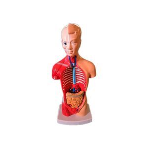 Model Human Body Torso Anatomy For School Science Teacher Doctor Office Decor